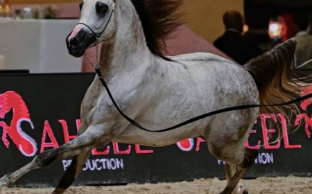 "دبي الدولية للجواد العربي" تعزز ريادة الإمارات مركزاً عالمياً لجمال الخيل العربي