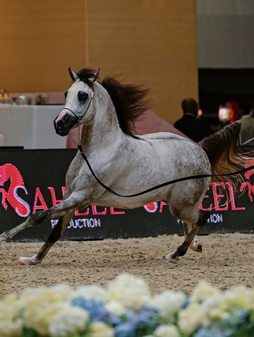 "دبي الدولية للجواد العربي" تعزز ريادة الإمارات مركزاً عالمياً لجمال الخيل العربي